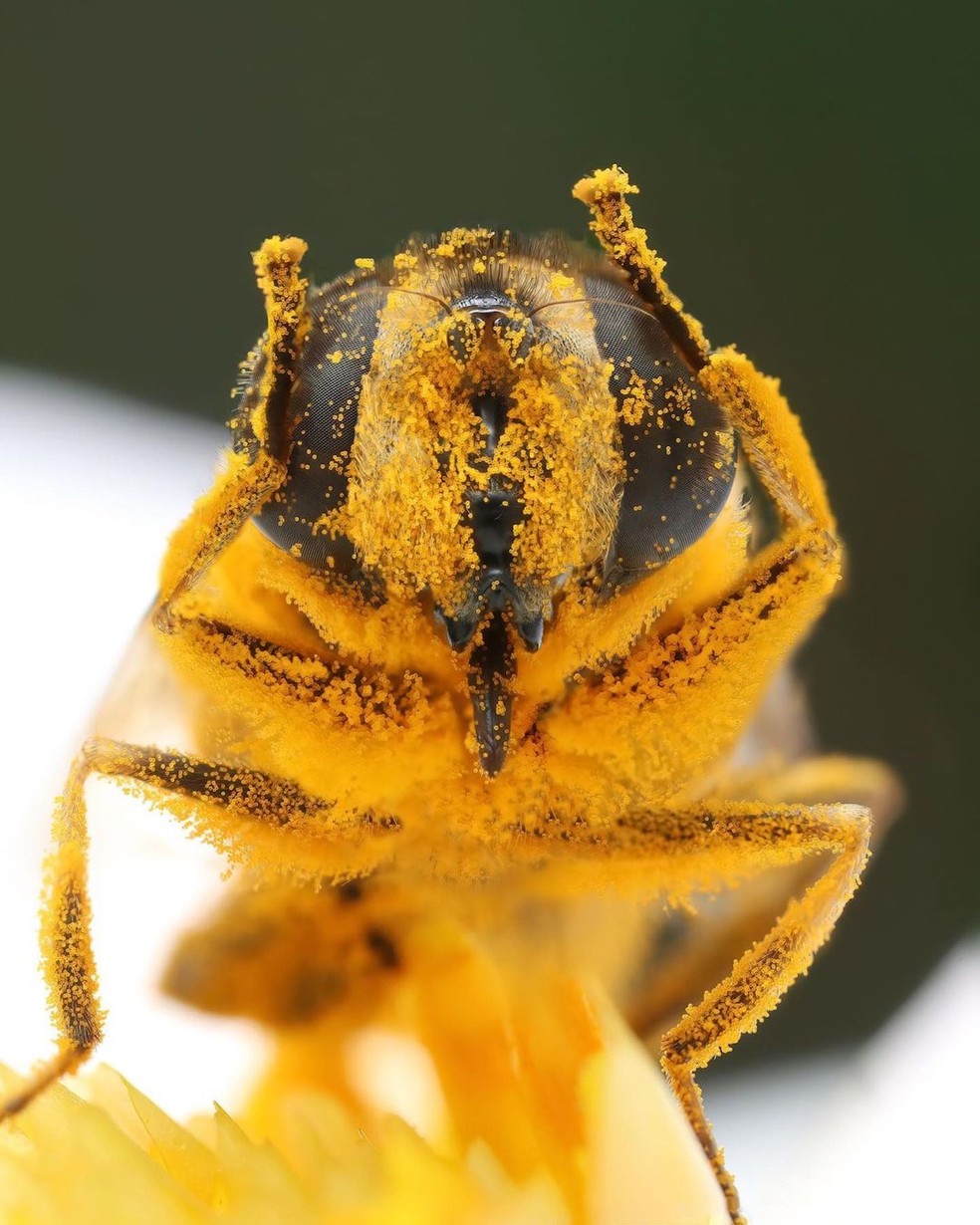A abelha aparece coberta de pólen na imagem macro tirada pela holandesa — Foto: Instagram / @macrobymarit / Reprodução