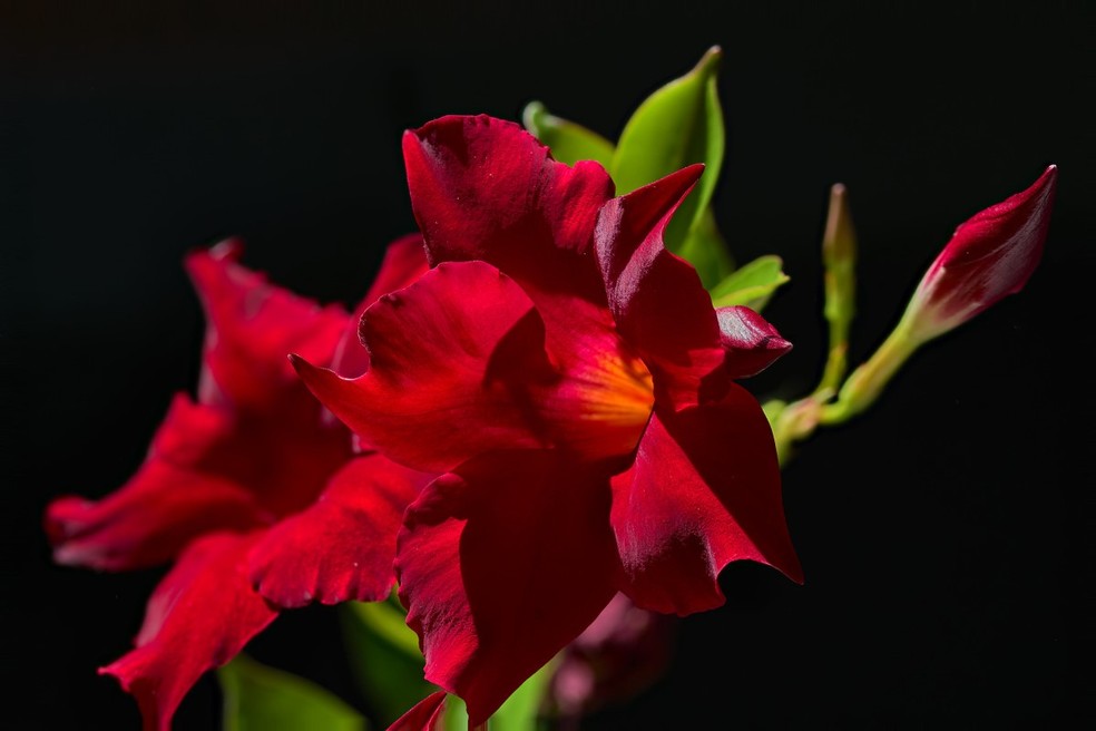 A mandevilla, que também é conhecida por dipladênia, produz flores abundantes quando o clima está mais quente — Foto: Flickr / Ernst / CreativeCommons