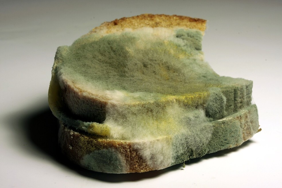 Geralmente, o mofo verde que aparece em pães e bolos é do grupo de fungos Aspergillus — Foto: Henry Mühlpfordt / Wikimedia Commons