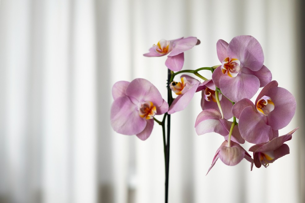No Feng Shui, a orquídea é considerada uma planta especial: além de sua beleza e elegância, simboliza perfeição, pureza, fertilidade e espiritualidade — Foto: Freepik/Creative Commons