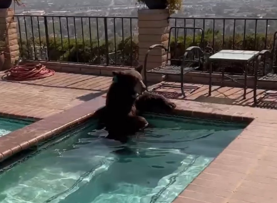 Urso invade casa nos EUA para entrar na piscina e se refrescar