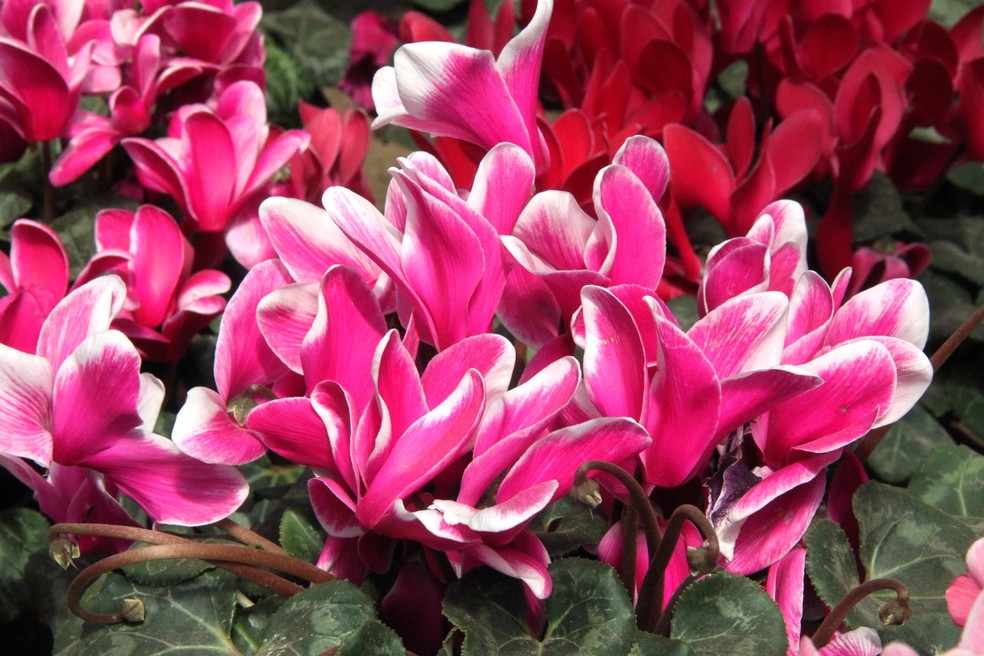As flores do ciclame podem ser rosas, vermelhas, roxas ou brancas — Foto: Patrick Kong / Flickr / Creative Commons