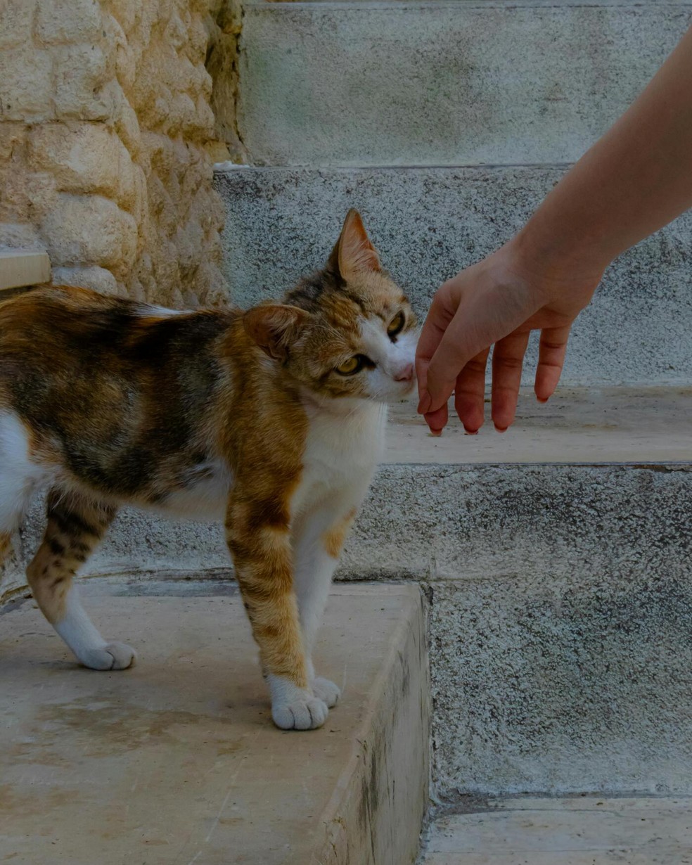 Os gatos eram originalmente solitários, mas se domesticaram e adaptaram aos humanos com o tempo — Foto: Pexels / Yeşim Ç. / Creative Commons