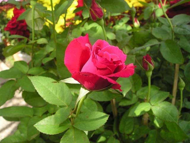 10 flores rosas para cultivar em casa e entrar no clima do filme Barbie