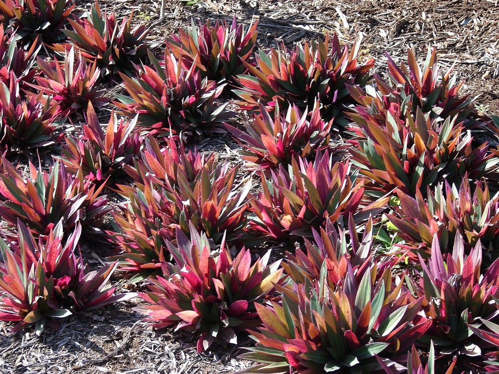 40 plantas roxas para conferir cor e contraste ao jardim