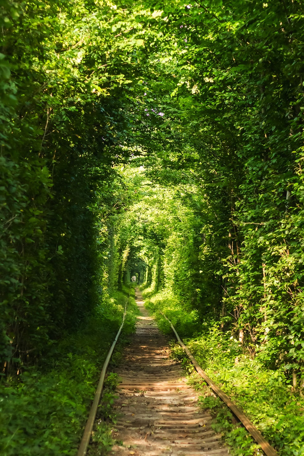 O Túnel do Amor tem o seu corredor formado pela passagem de trens — Foto: Wikimedia Commons / Людмила Голуб / Creative Commons