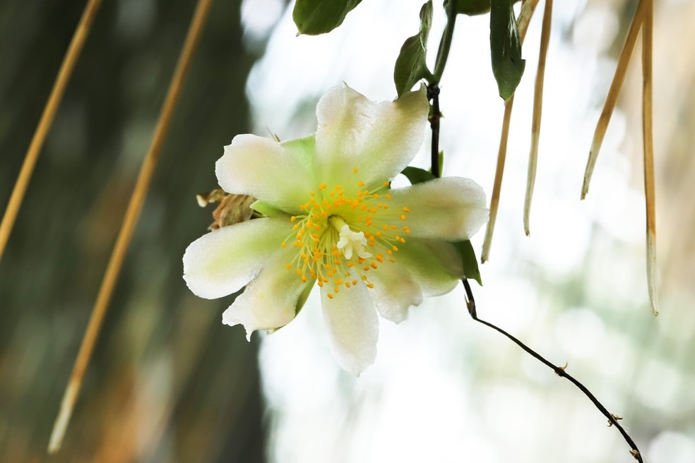 A ora-pro-nóbis, ou Pereskia aculeata, é uma cactácea folhosa, encontrada em muitas regiões no Brasil — Foto: Pexels / ashitaka-f / CreativeCommons