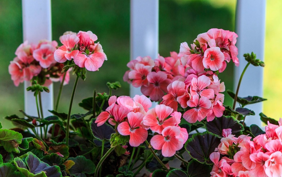 Quando cultivados nas condições ideais de iluminação, os gerânios florescem o ano todo — Foto: Pixabay / Creative Commons