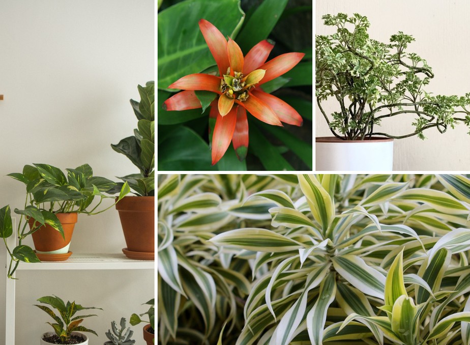 20 plantas para cultivar em ambientes fechados - Casa e Jardim