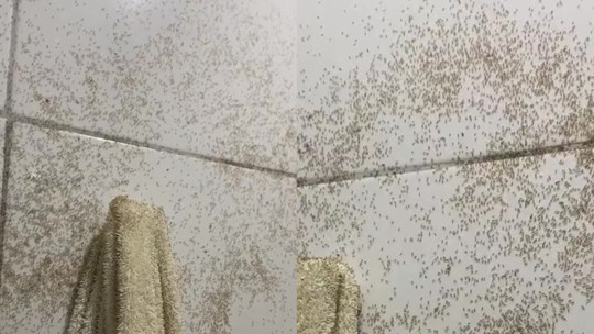 Tiktoker viraliza ao mostrar toalha no seu banheiro infestada de bichos