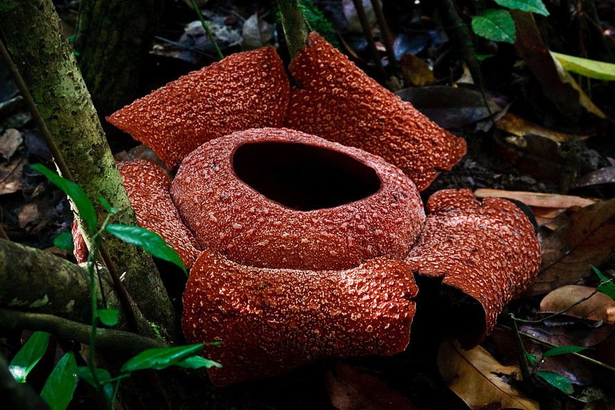 5 plantas que poderiam estar no Mundo Invertido de Stranger Things