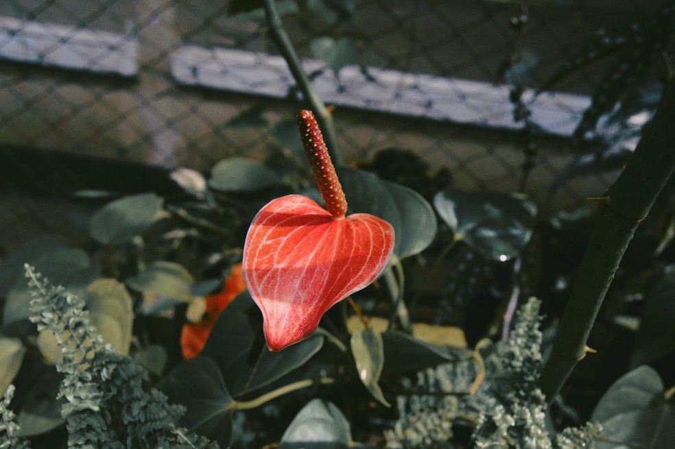 A espécie Anthurium andraeanum deve ser regada duas vezes por semana e ter as folhas borrifadas com água regularmente — Foto: Unsplash / febriana_zlfh / CreativeCommons