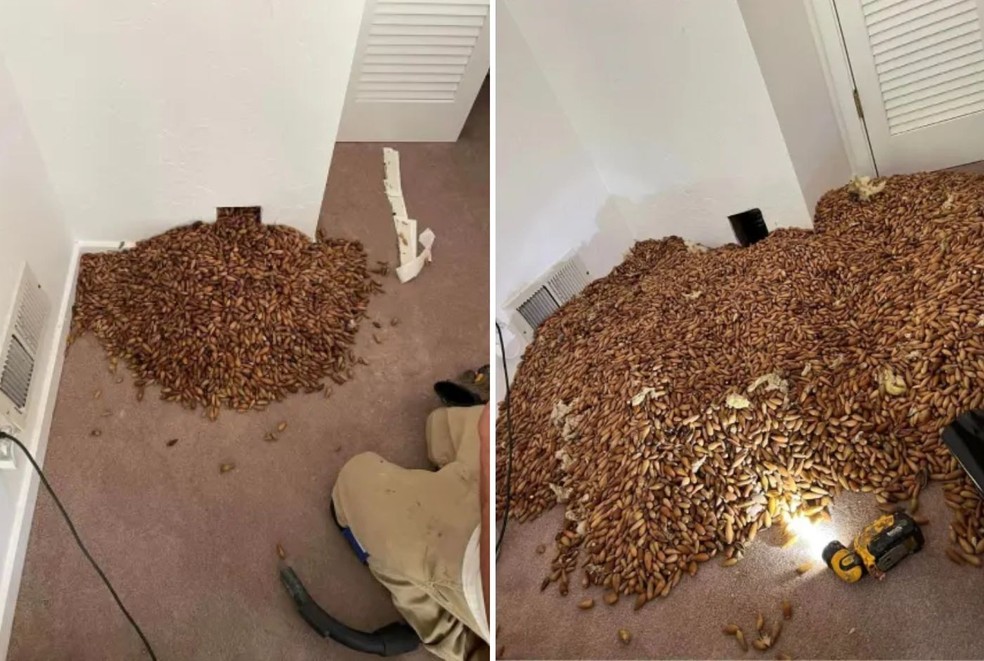 Cerca de 300 kg de nozes coletadas por pica-paus foram achadas na parede de casa na Califórnia — Foto: Facebook / Reprodução