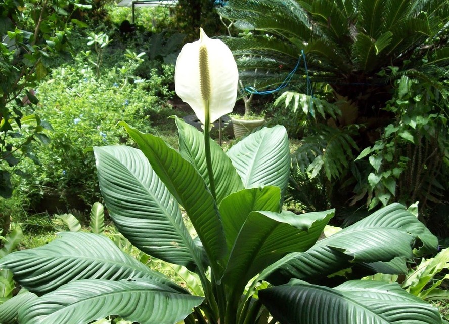 Lirio Da Paz Gigante