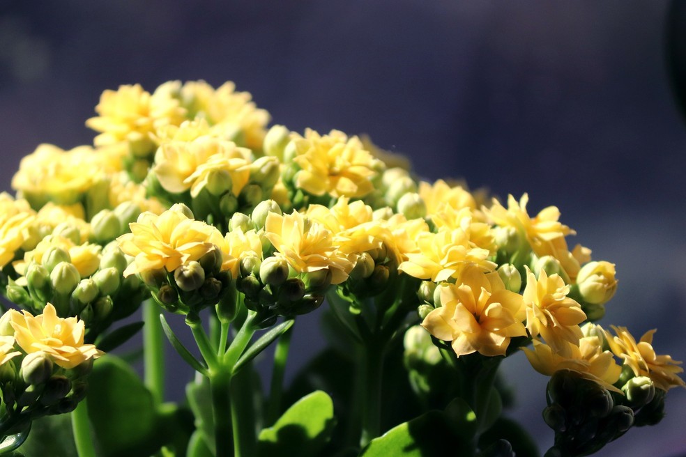 A flor-da-fortuna pode ter cores variadas como amarelo, vermelho, laranja, rosa, lilás e branco — Foto: Pixabay / Creative Commons