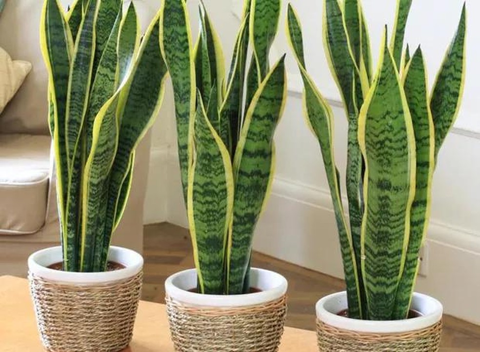 9 plantas para ter no banheiro que ajudam a absorver a umidade ...