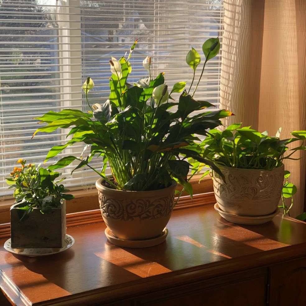Para plantas domésticas prosperarem, certifique-se de que você está garantindo a quantidade de luz, a água e os nutrientes ideais para a espécie — Foto: Unsplash / Charlie Murphy / CreativeCommons