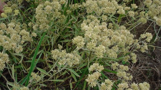 Macela: aprenda tudo sobre a planta e como cultivar esse remédio digestivo 