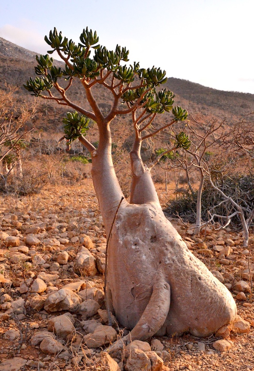 A árvore garrafa de Socotra tem um formato estranho, que lembra uma pata de elefante — Foto: Wikimedia / Rod Waddington