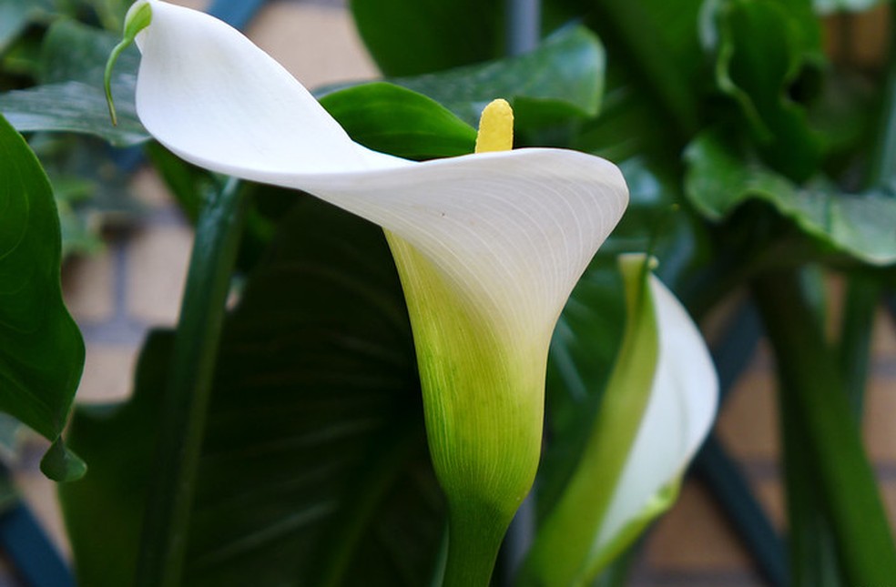 A espécie Zantedeschia aethiopica apresenta uma espata branca que lembra um copo de leite — Foto: Fernando (N) / Flickr / Creative Commons
