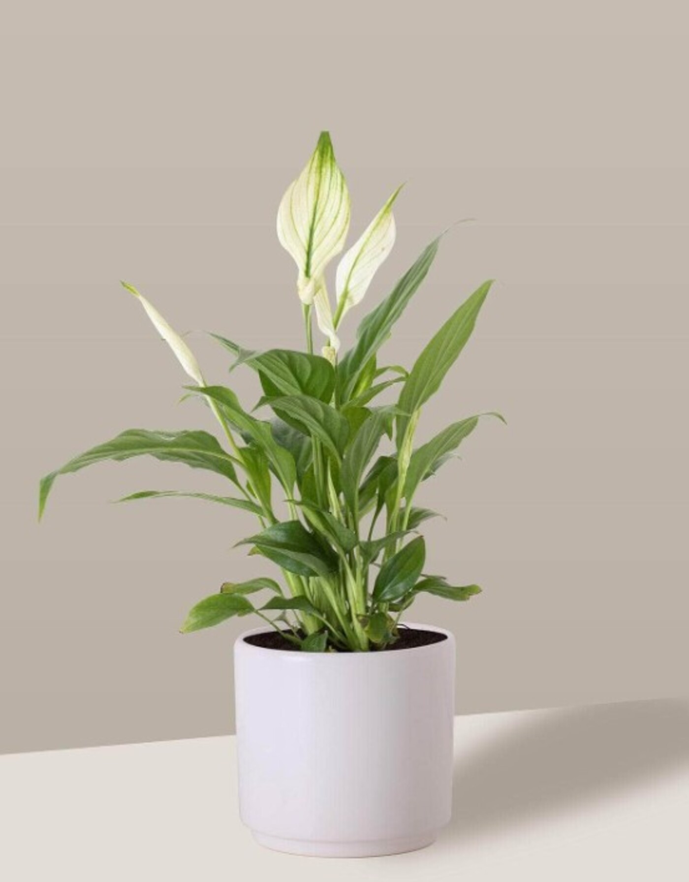Lírio-da-paz, sugerido pela Nordic Green, é uma planta fácil de cultivar e que floresce o ano todo. O valor é R$ 99 — Foto: Foto: Nordic Green / Divulgação