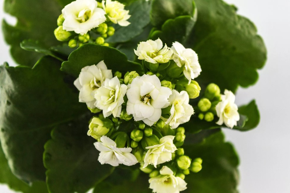 Além das flores, a kalanchoe chama atenção pelo brilho e pela textura das folhagens — Foto: Pixabay / Creative Commons