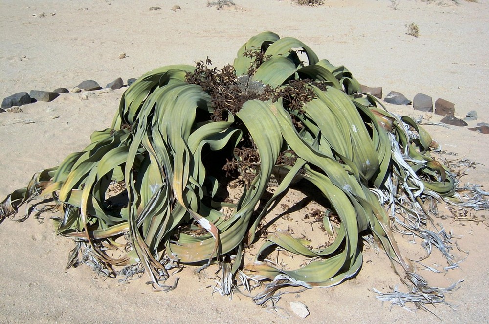 Polvo do deserto: a curiosa planta rasteira que só existe na Angola e ...