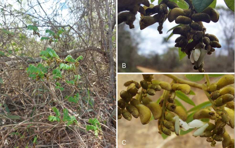 Imagens de campo de 'Machaerium guidone' (uma nova espécie da Caatinga) mostram o habitat característico no bioma Caatinga em Licínio de Almeida, Bahia, com características distintas como inflorescências terminais e axilares. A espécie foi descrita recentemente por pesquisadores brasileiros, incluindo Valner Matheus Milanezi Jordão — Foto: Valner Matheus Milanezi Jordão/Retirada do artigo "Machaerium guidone (Leguminosae: Papilionoideae: Dalbergieae) — uma nova espécie notável do nordeste do Brasil, com uma chave revisada para as espécies de Machaerium da Caatinga"