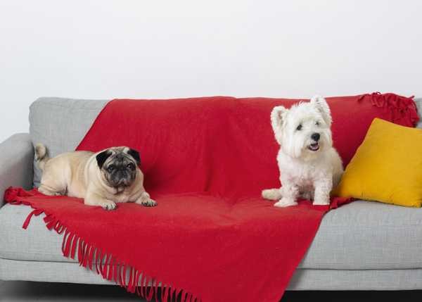 7 dicas para proteger o sofá e os estofados de casa dos pelos de pets