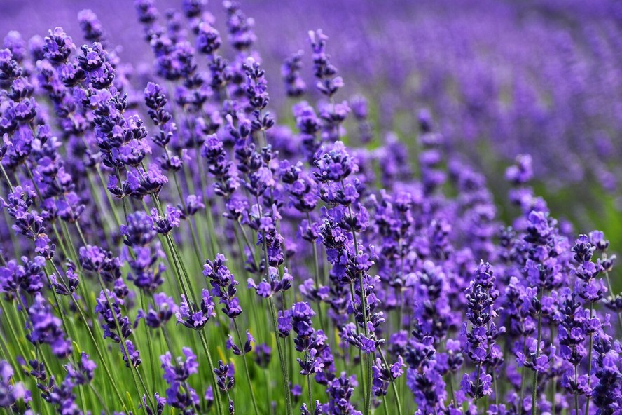 Cultivadas dentro ou próximo de casa, essas plantas podem ser uma alternativa para refrescar o ar e manter o ambiente com um perfume natural
