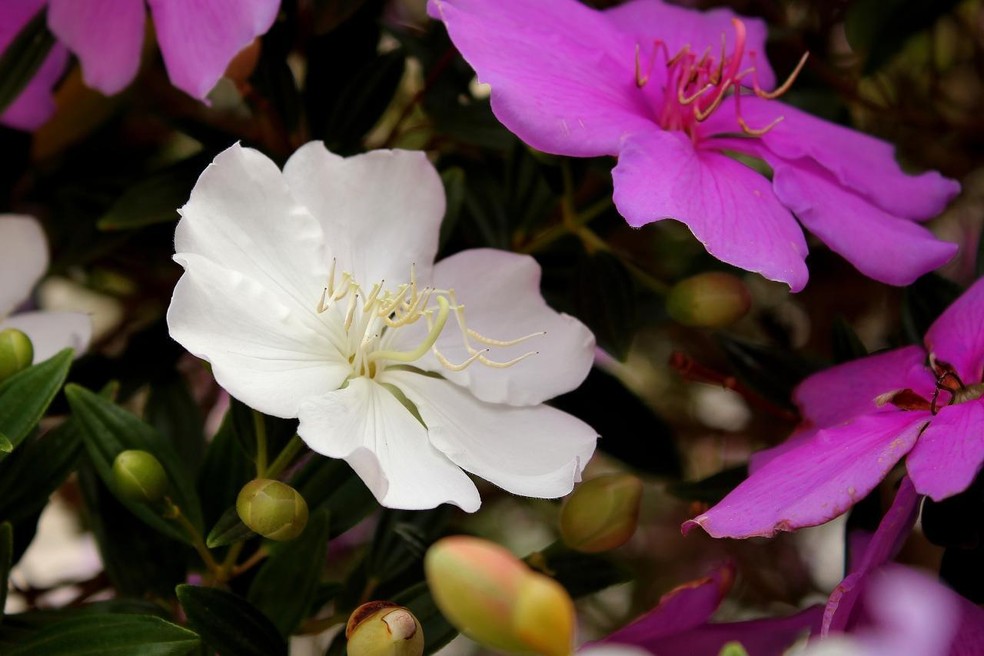 As flores do manacá-da-serra vão do branco, rosa, ao roxo — Foto: Mauricio Mercadante / Flickr / CreativeCommons