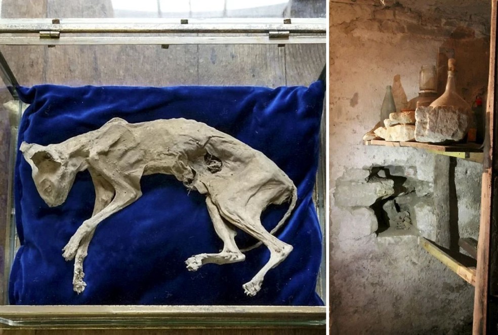 Um gato mumificado estava dentro da parede do porão de uma casa na Romênia — Foto: SWNS / Reprodução
