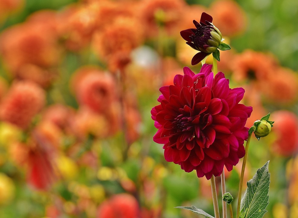 As dálias anãs possuem flores em versões menores, ideais para ambientes internos — Foto: Pixabay / Creative Commons