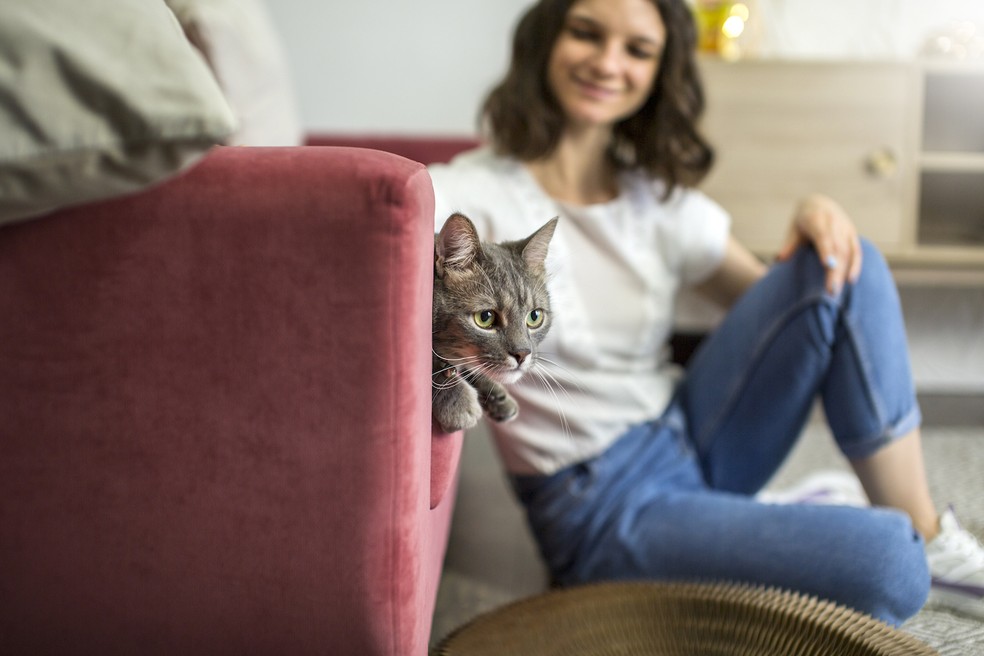 Os tutores precisam estar sempre atentos aos seus pets para evitar perigos que os coloquem em risco — Foto: Freepik/Creative Commons