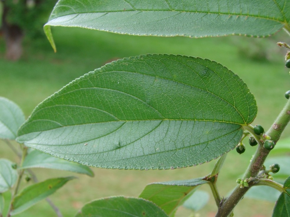 A planta fonte de canabidiol é considerada erva-dainho no Brasil — Foto: Wikimedia / João Medeiros / Creative Commons