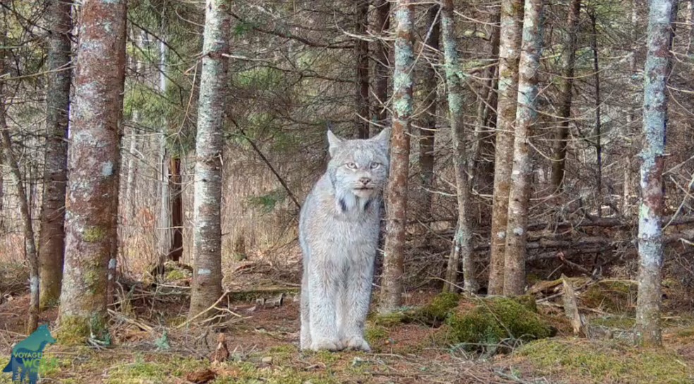 Os grandes felinos são tímidos e tentam evitar a interação com humanos sempre que possível — Foto: X / @VoyaWolfProject / Reprodução