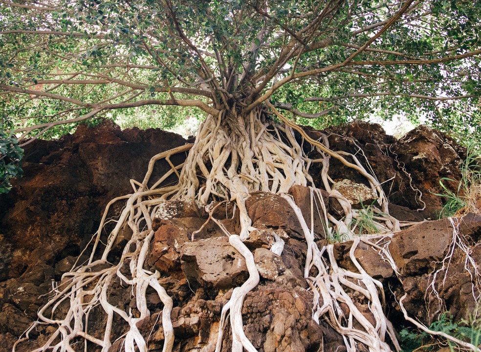 Apesar de pararem de crescer em tamanho, as raízes de árvores continuam aumentando em espessura ao longo da vida — Foto: Unsplash / kevin turcios / CreativeCommons