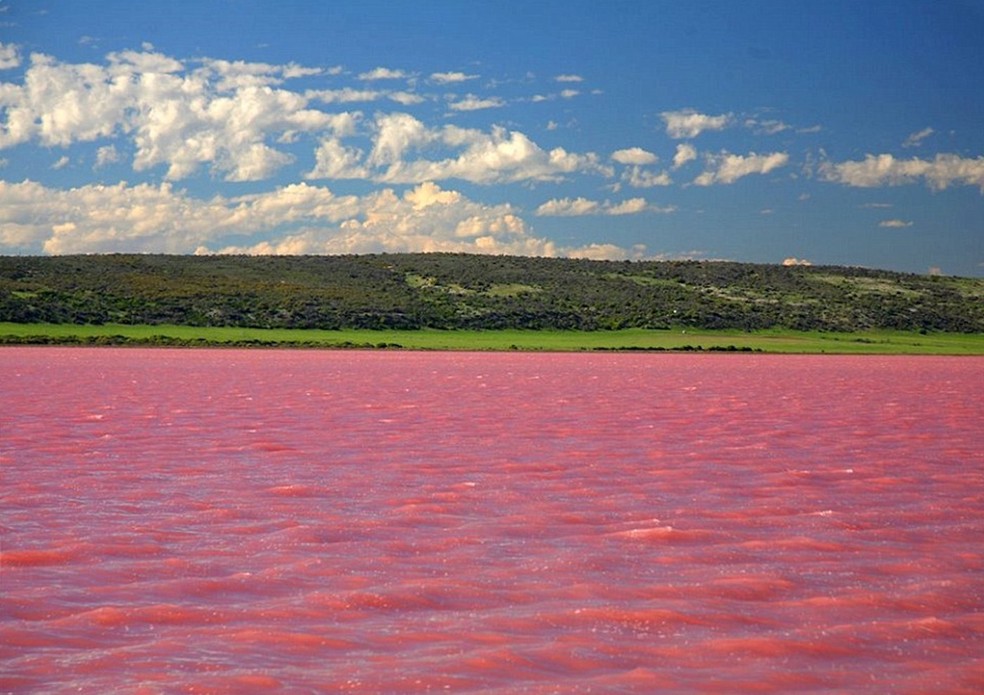 Em contraste com o verde, o lago Burlinskoe parece ainda mais rosa — Foto: The Siberian Times / Mir Kamnya / Reprodução