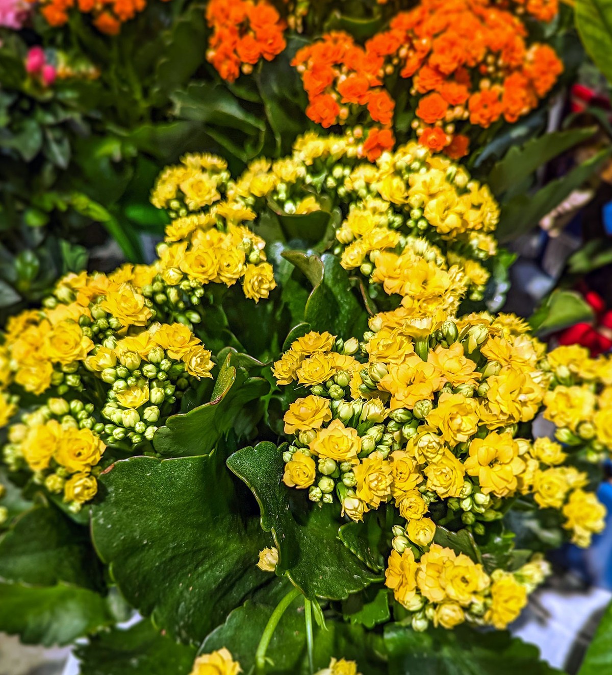 Kalanchoe: curiosidades e como cuidar da flor da família das suculentas