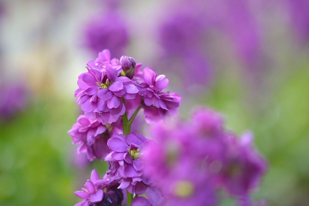 A espécie Matthiola incana pode ser cultivada diretamente no jardim, em vasos ou jardineiras — Foto: Hiroshi Ohyama / Flickr / Creative Commons