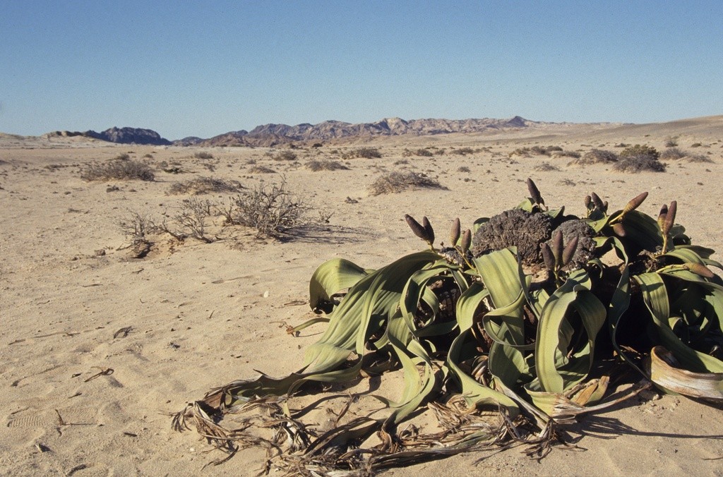 Polvo do deserto: a curiosa planta rasteira que só existe na Angola e ...