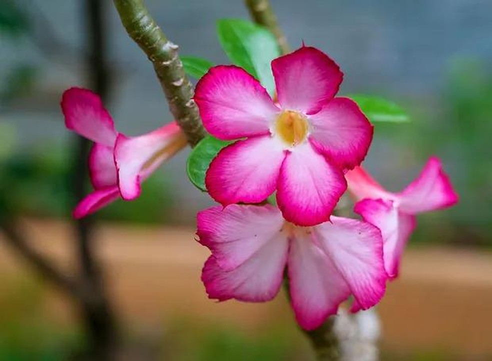 A planta rosa-do-deserto gosta de clima úmido e quente (Foto: Pixabay / Cath-Life / CreativeCommons) — Foto: Casa e Jardim
