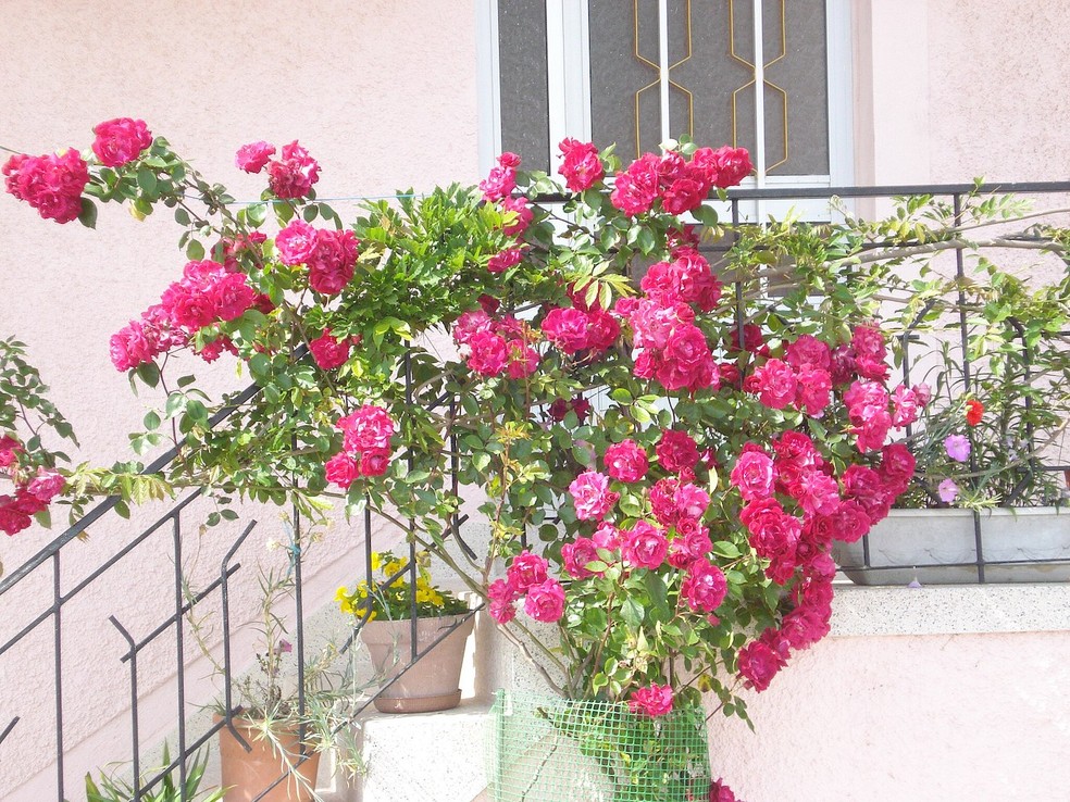 Apesar de delicada, a roseira é uma planta perene que pode durar várias anos — Foto: Wikimedia / ManuelBarreira / Creatice Commons