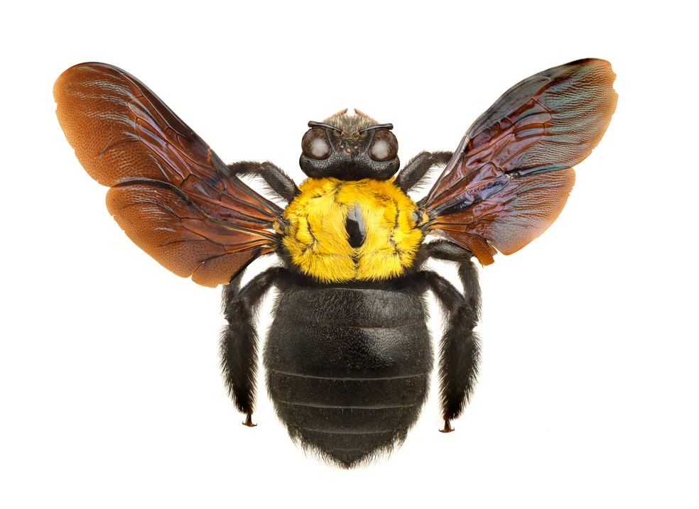 A obra "Bumble Bee" faz parte da coleção “Gigantes por Natureza", de Anderson Nielsen — Foto: Kobbi & Nielsen / Divulgação