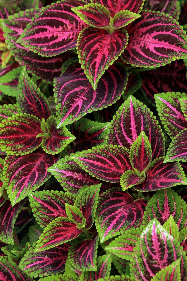 Coleus: como plantar e cuidar para a espécie estar sempre bela