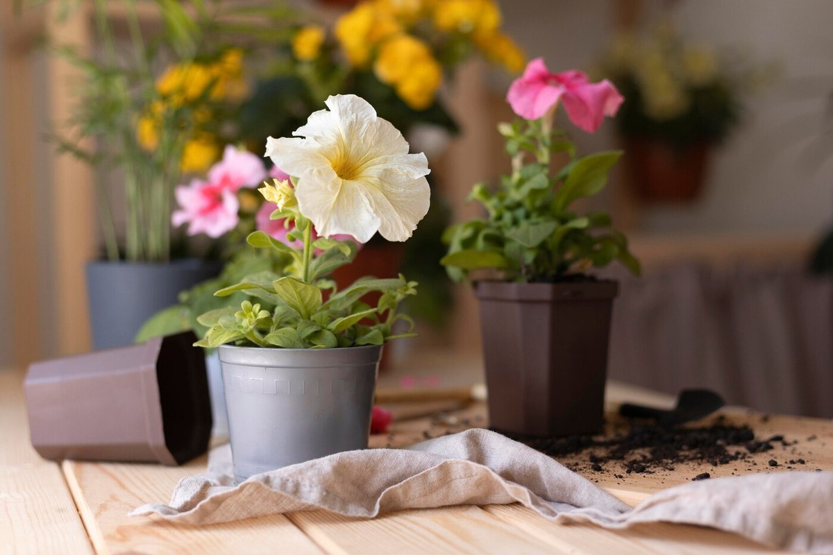 17 plantas com flores para ter dentro de casa