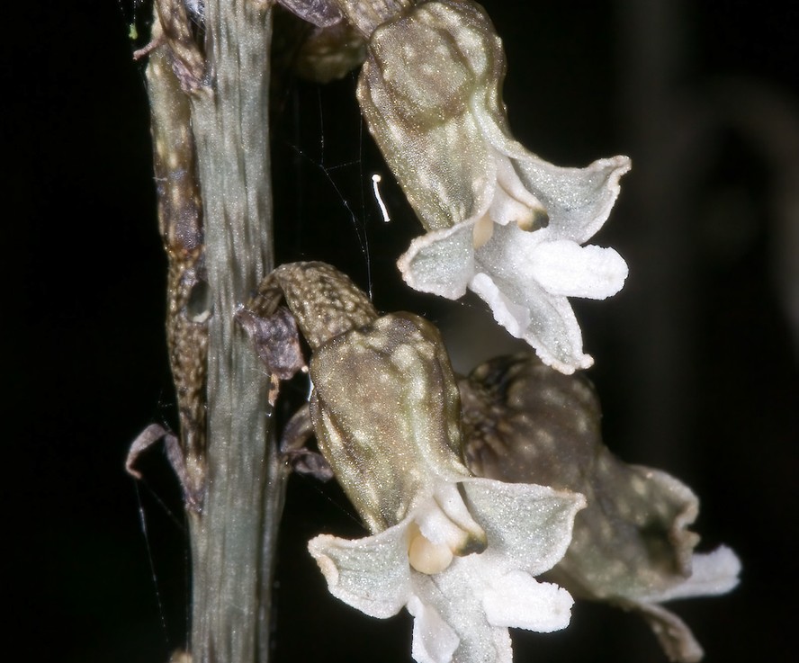A Gastrodia cooperae foge ao padrão das orquídeas tradicionais, com pétalas marrons e brancas