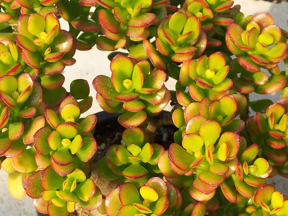 Planta jade: como cuidar da suculenta que atrai prosperidade