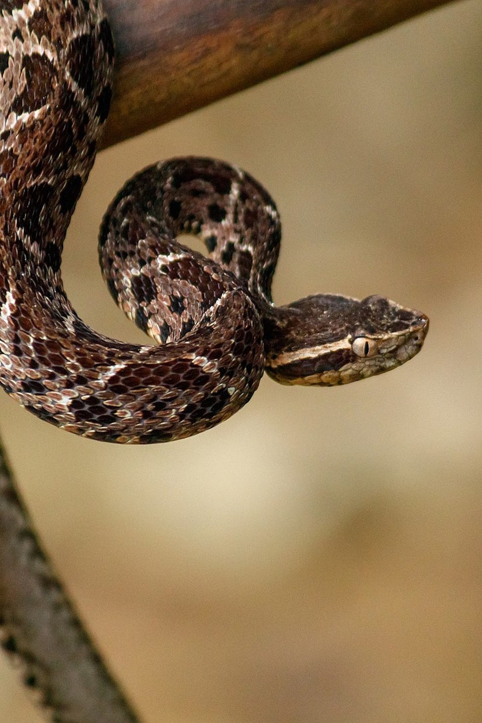 As cobras, como a jararacuçu (Bothrops jararacussu), gostam de se esconder em vãos e locais escuros — Foto: Wikimedia / Rodrigo Argenton / Creative Commons