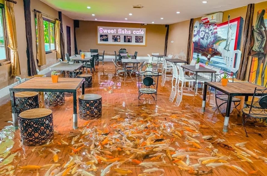 Dezenas de carpas viviam em um espelho d'água onde os clientes da cafeteria podiam entrar e se sentar
